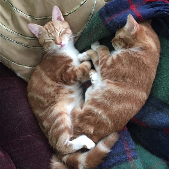 Meet your Posher, Laura - Picture 1 of 8